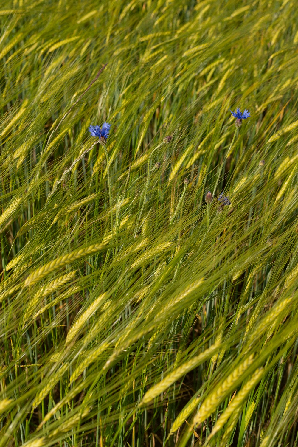 blue flower on green grass field