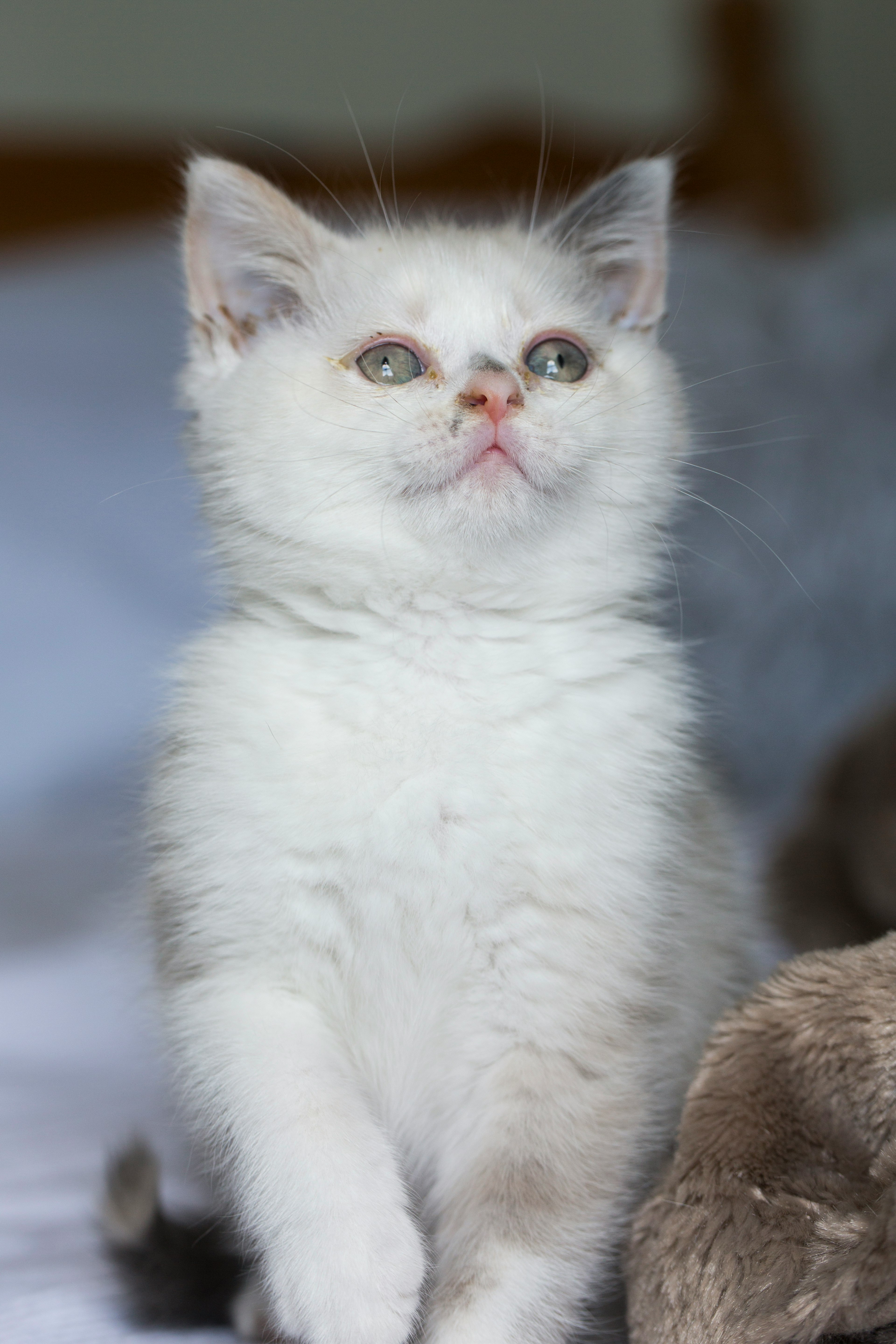 white cat on blue textile