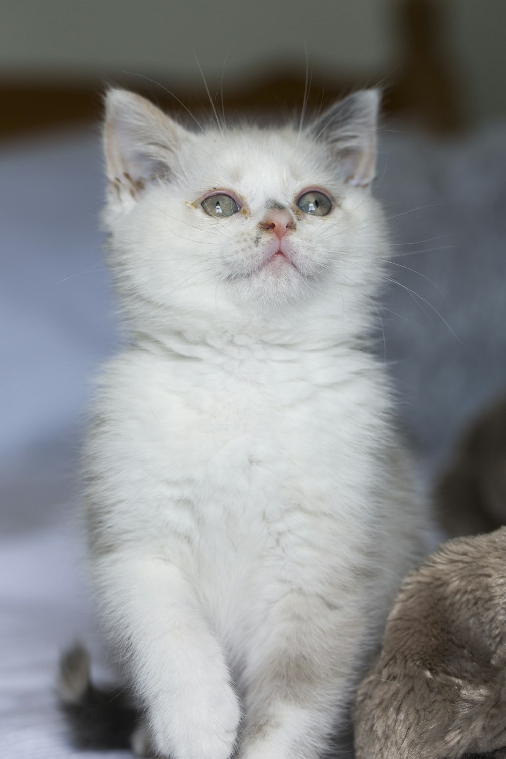 white cat on blue textile