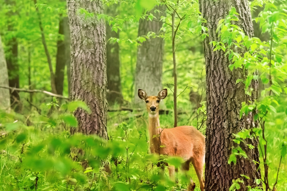 brown deer on green grass field during daytime