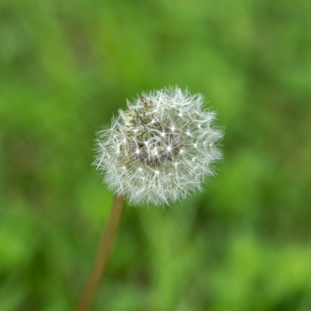 white dandelion in close up photography