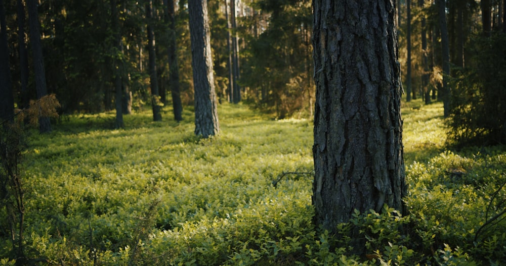 brown tree trunk on green grass field