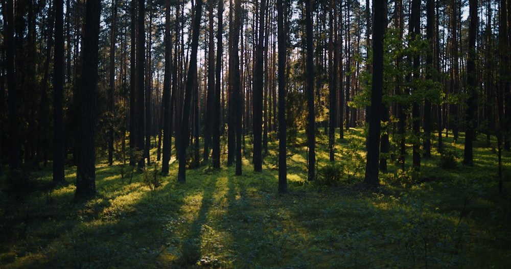 green grass and brown trees