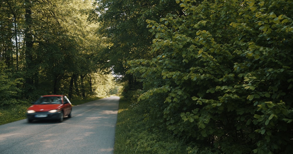 green trees beside gray asphalt road during daytime