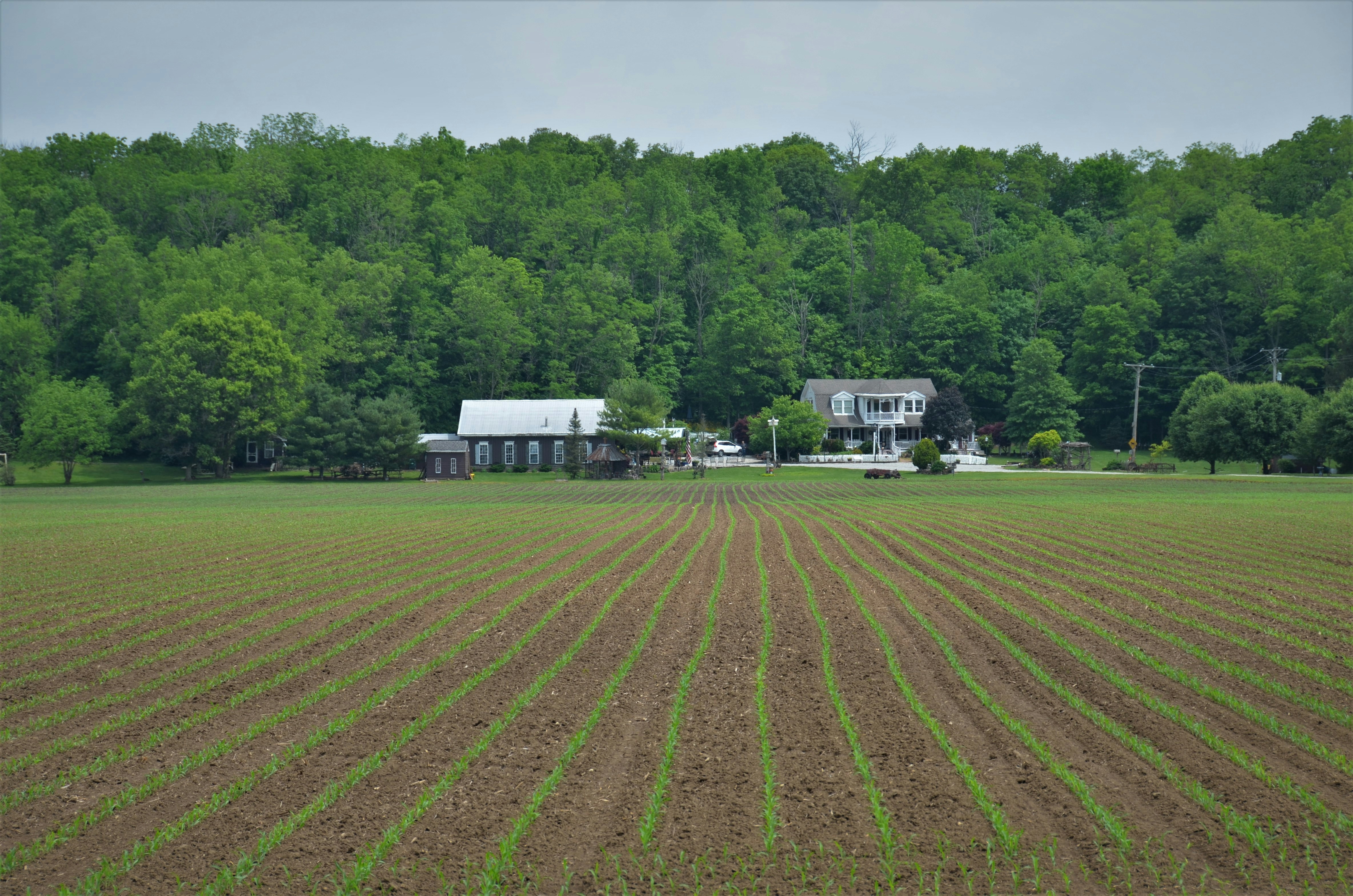 올팜 맞팜 친구 초대 링크 공유 및 작물 빨리 키우는 비료 수급 노하우 이미지2