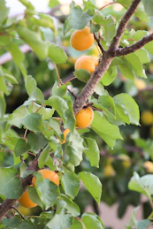 orange fruit on tree during daytime