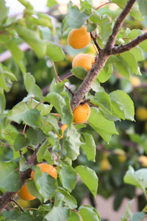 orange fruit on tree during daytime