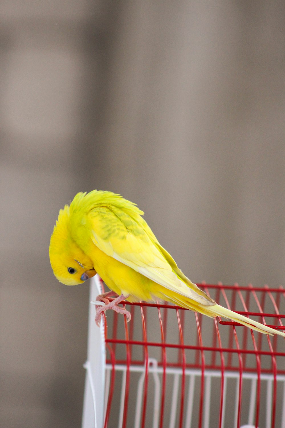 yellow bird on red wire