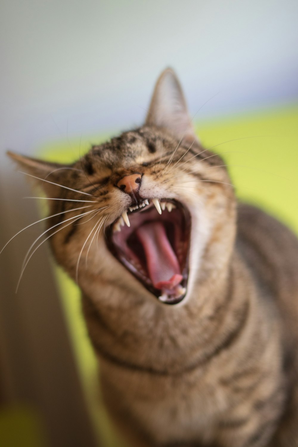 brown tabby cat showing tongue