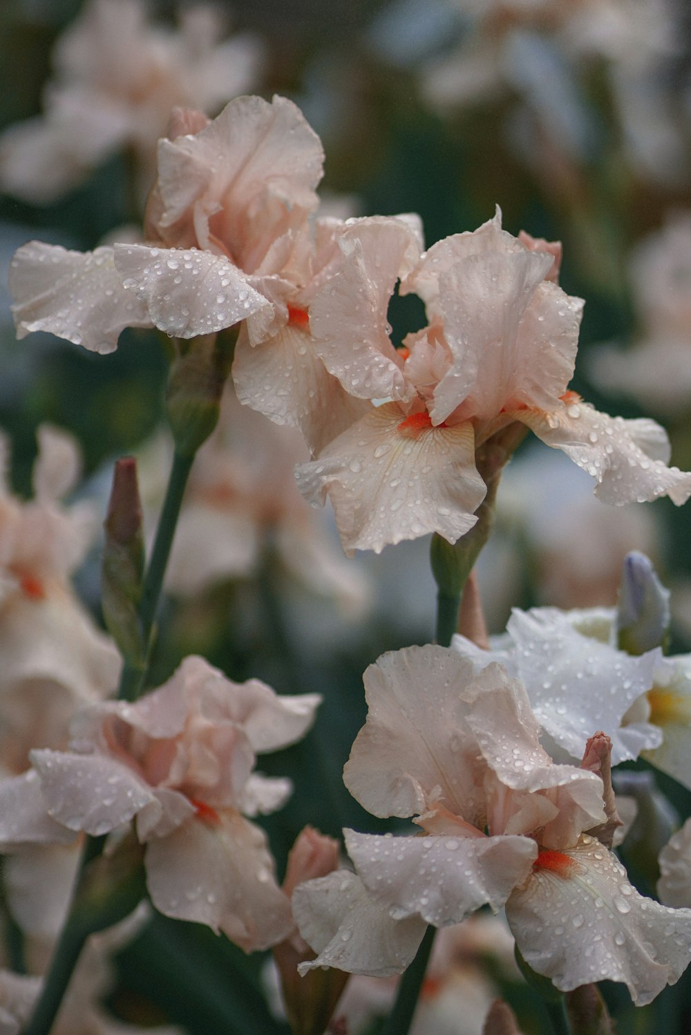 white flower in tilt shift lens