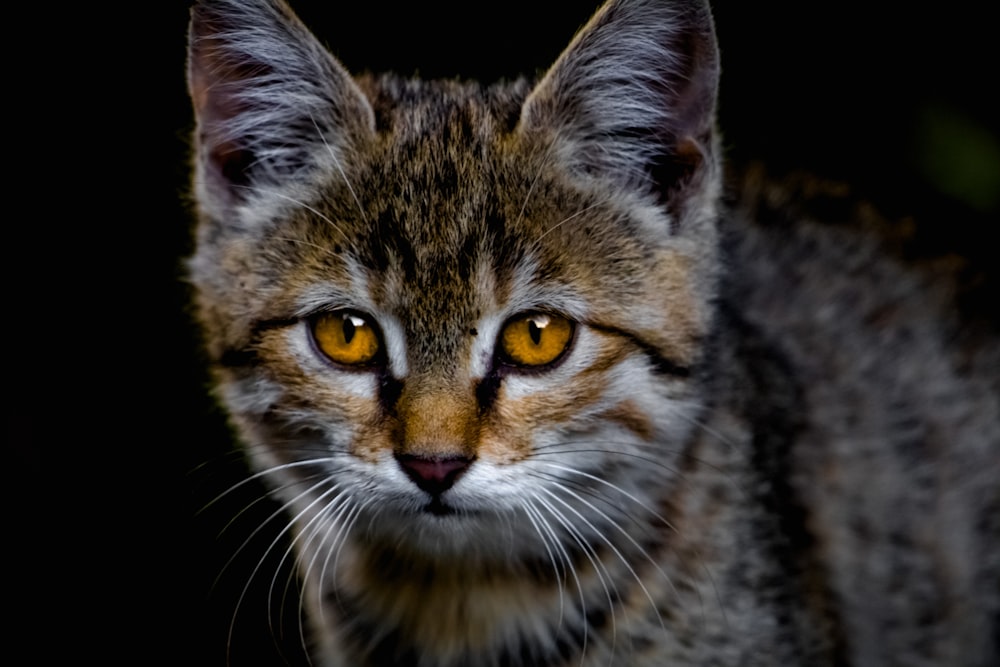 Braune Tabby-Katze in Nahaufnahmen