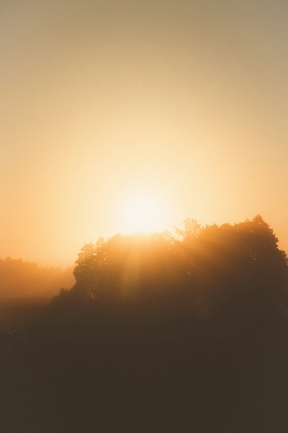 silhouette of trees during sunset