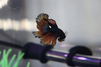 Variety of colorful Betta fish displayed in a sleek modern aquarium setup