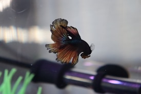 A betta fish with vibrant colors swims in a clear aquarium. The fish has a dark body with flowing fins that display shades of orange, red, and blue. In the background, there are green artificial plants and parts of the aquarium equipment visible.