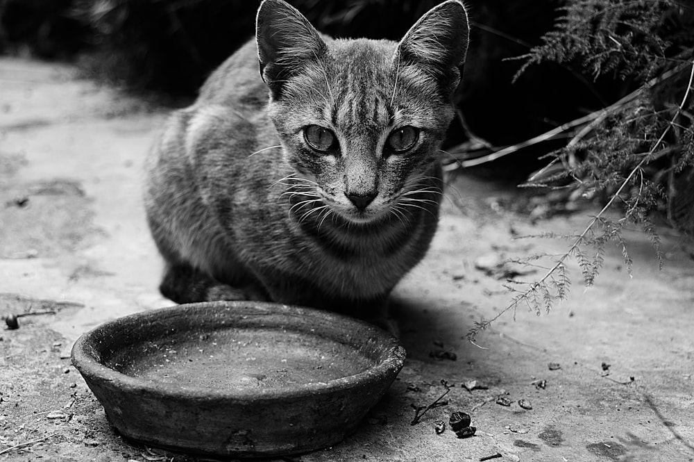 grayscale photo of tabby cat on round wooden seat