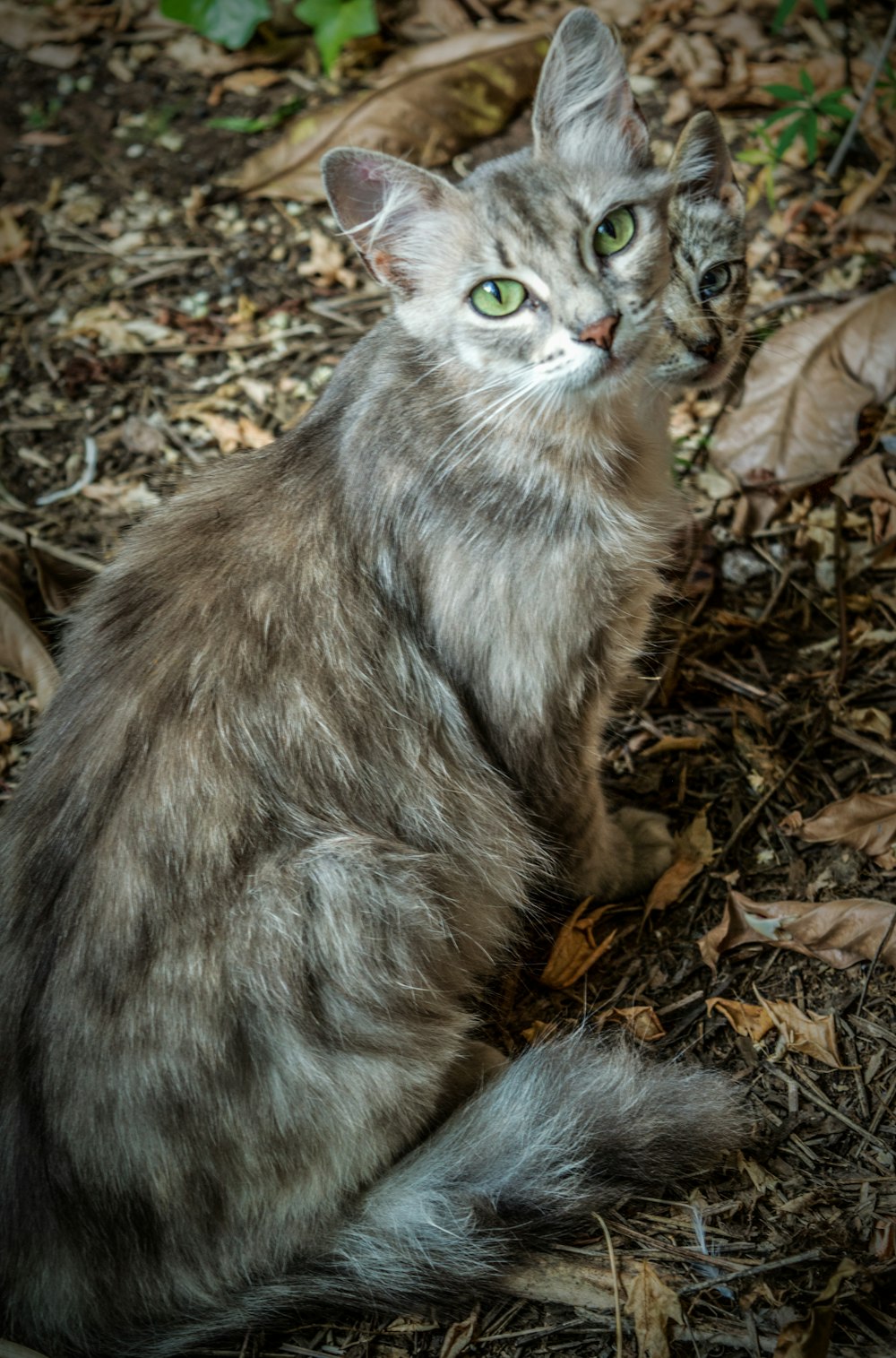brown and white cat on dried leaves