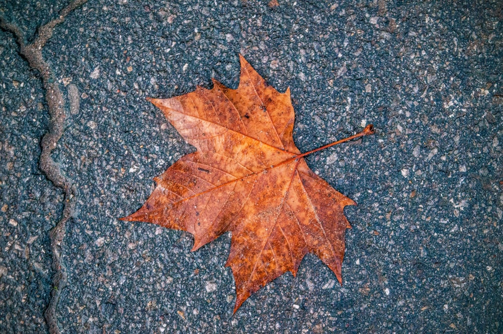 灰色のコンクリートの床に茶色のカエデの葉