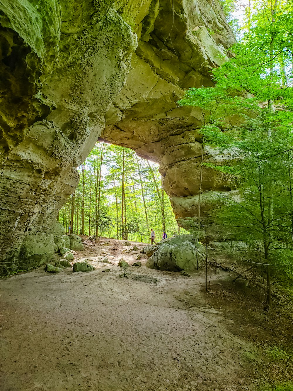 green trees and brown rocks