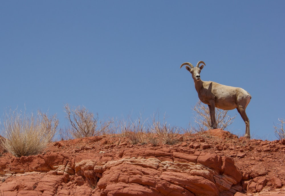 brown ram on brown rock under blue sky during daytime