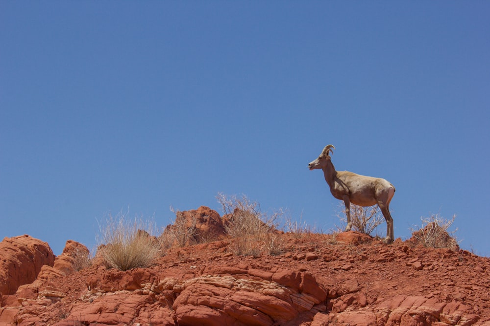 white and brown goat on brown rock during daytime