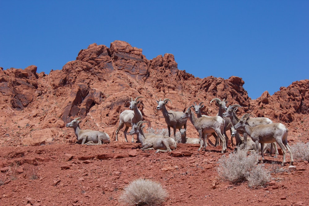 herd of sheep on brown field during daytime