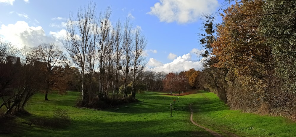 árboles sin hojas en un campo de hierba verde bajo el cielo azul durante el día