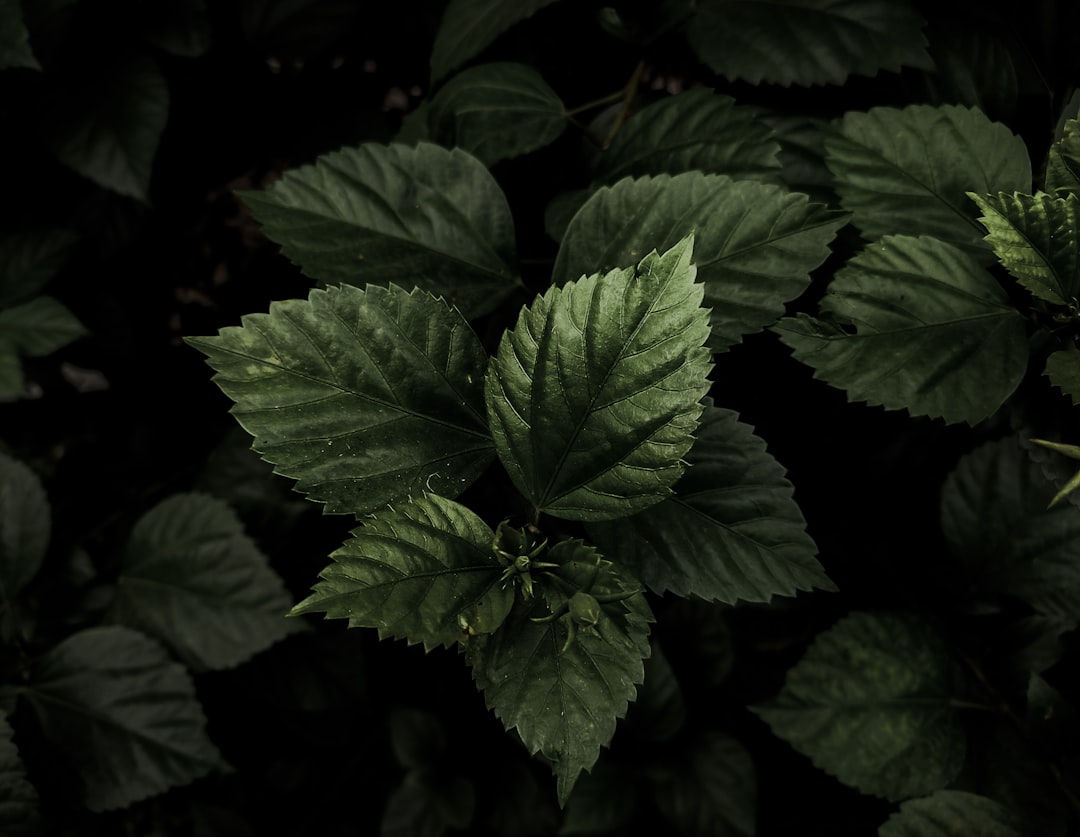 green leaves in close up photography