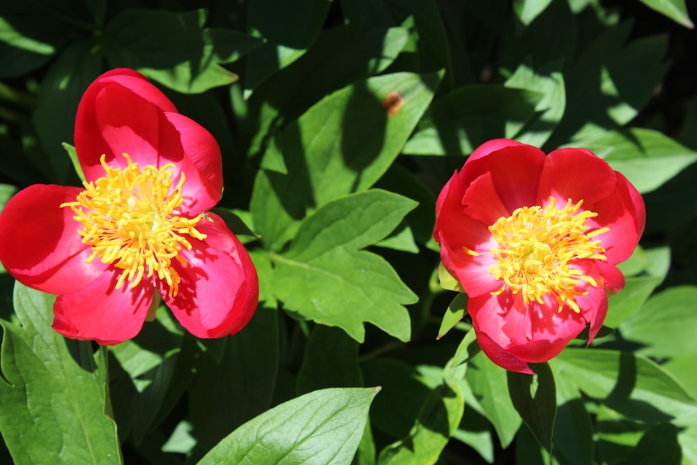 red and yellow flower in close up photography