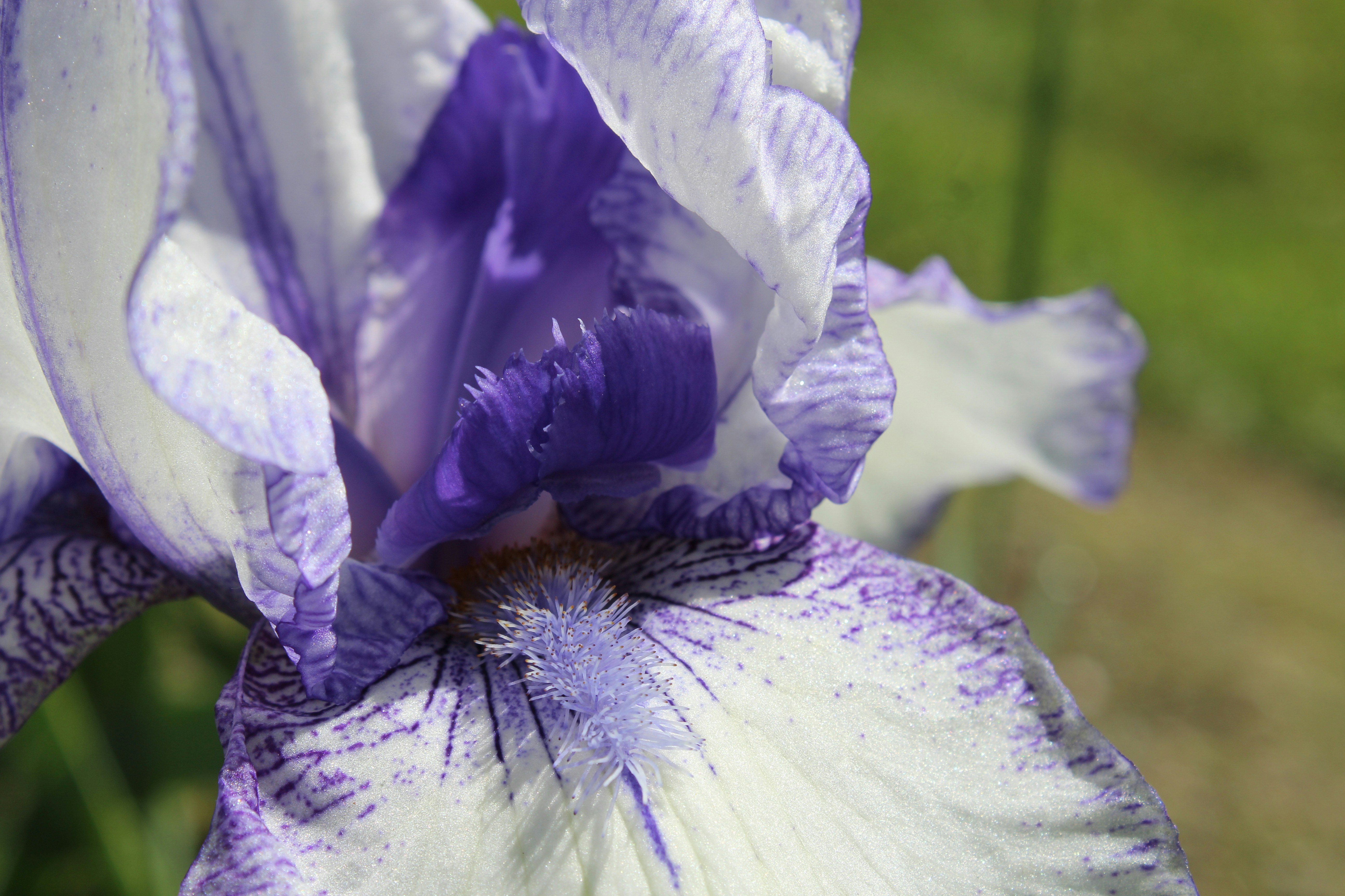 Photo by allielazar13