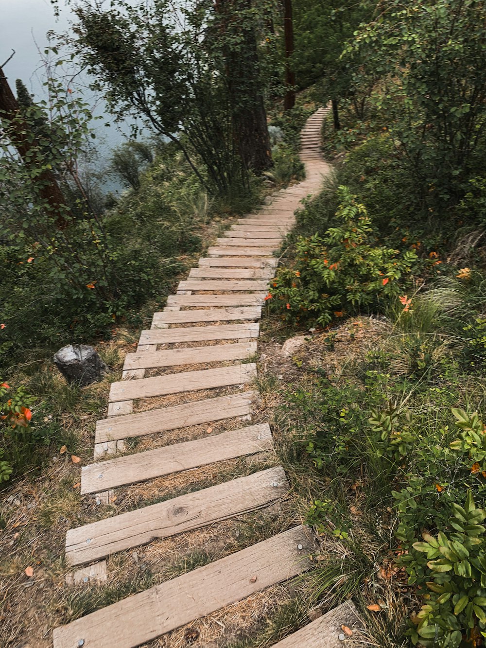 brown wooden pathway between green plants during daytime