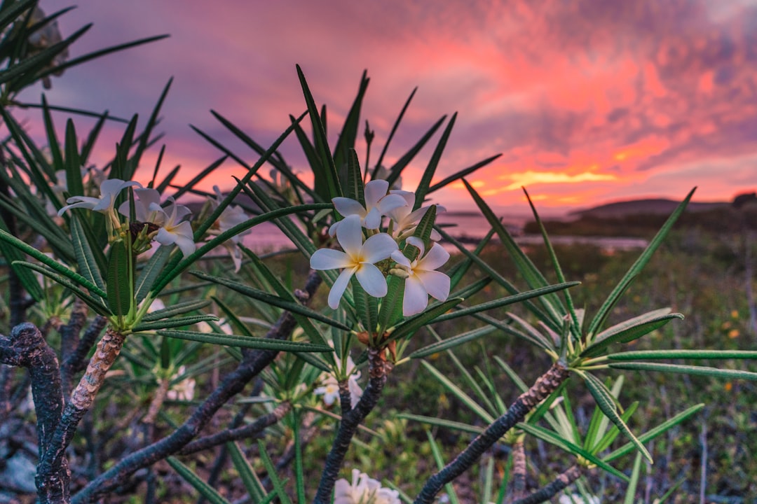 white flower with green leaves during sunset