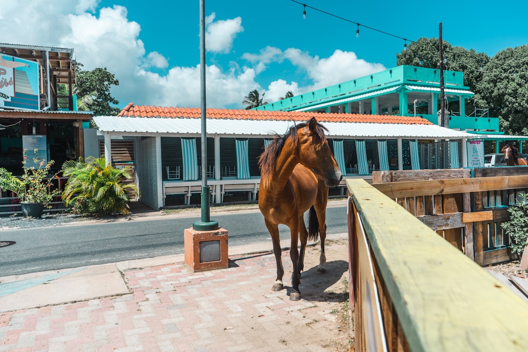 brown horse running on the street during daytime