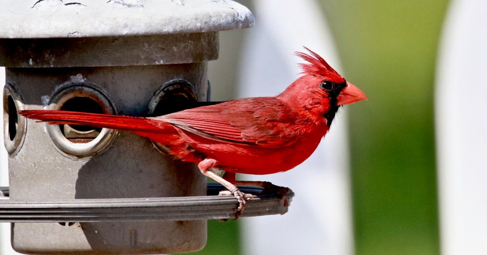 pássaro cardinal vermelho na barra de metal branca