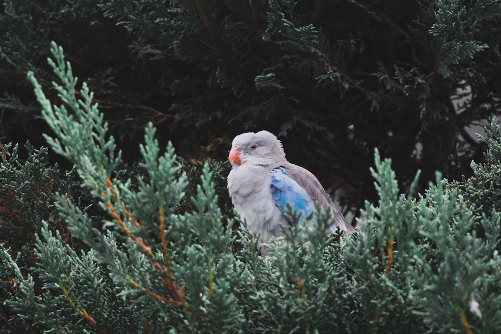 blue and white bird on green tree