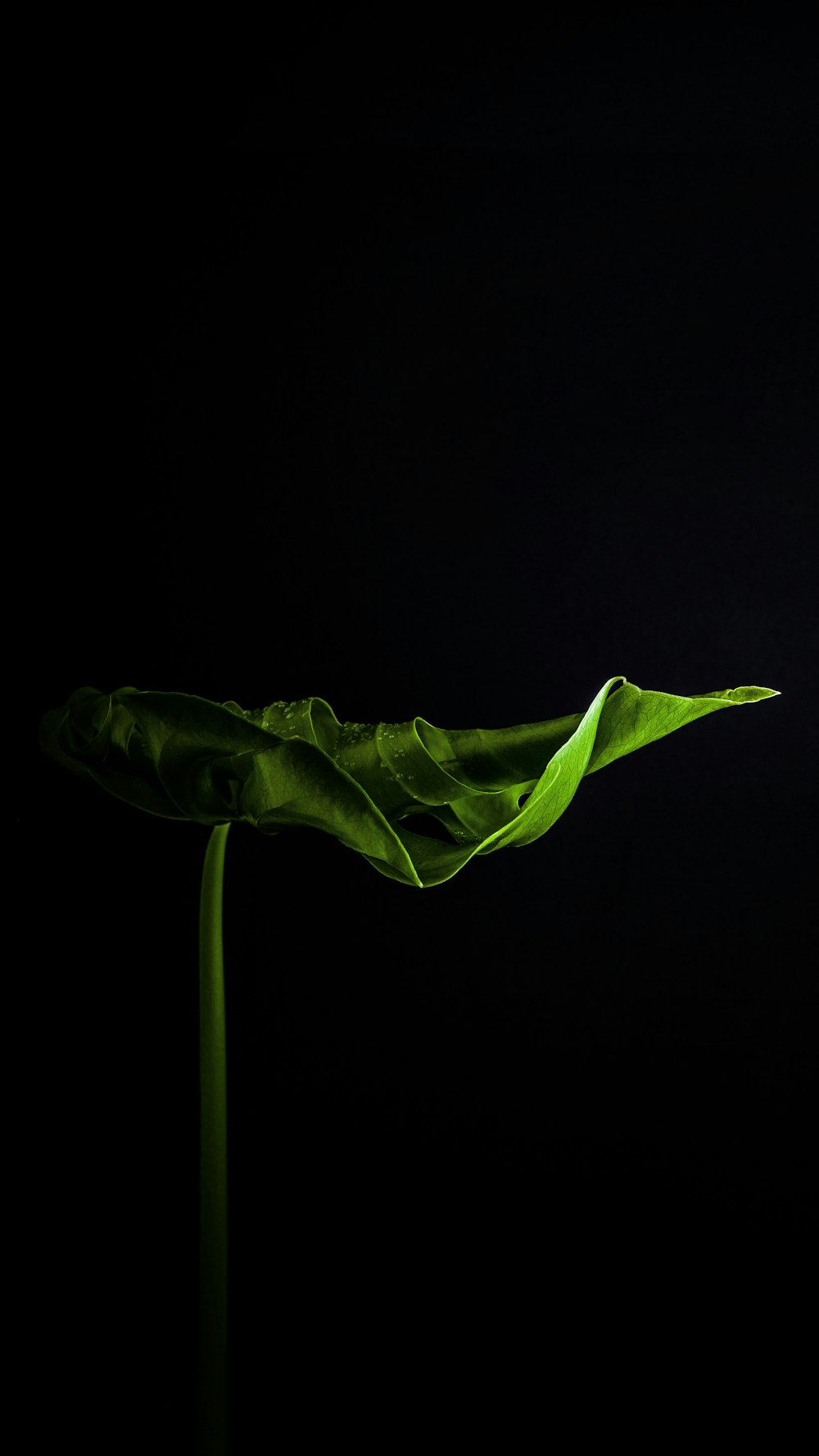 green leaf in black background