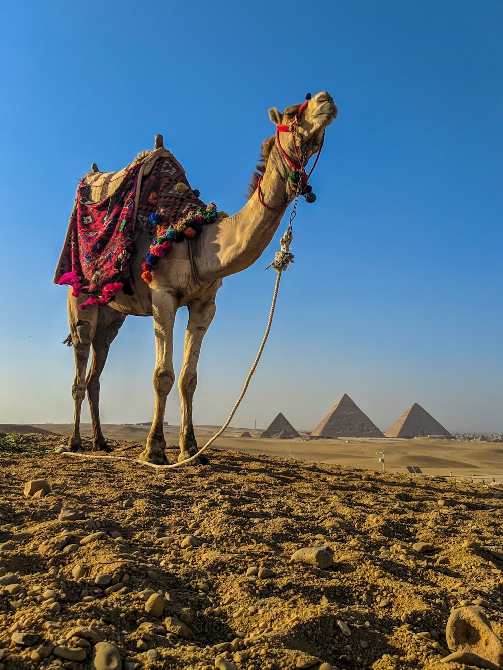 昼間の茶色の砂の上の茶色のラクダの写真 Unsplashの無料ピラミッドガーデン写真