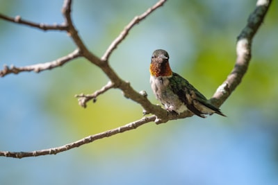 brown and green bird on brown tree branch during daytime