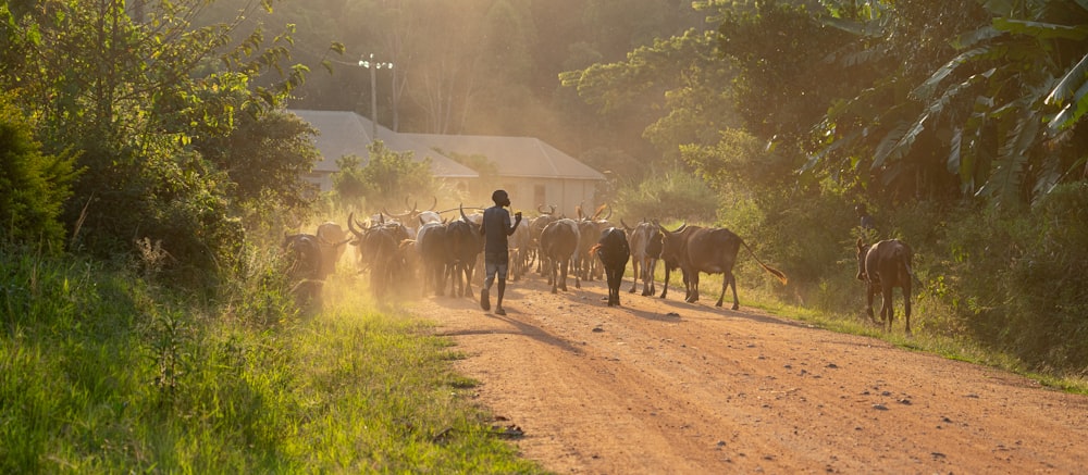 people walking on dirt road with horses during daytime