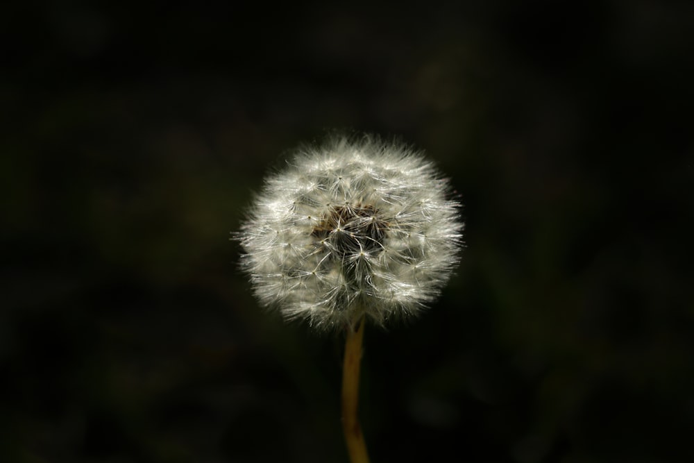 white dandelion in close up photography