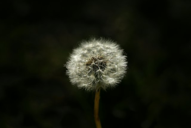 Pusteblume in Nahaufnahme