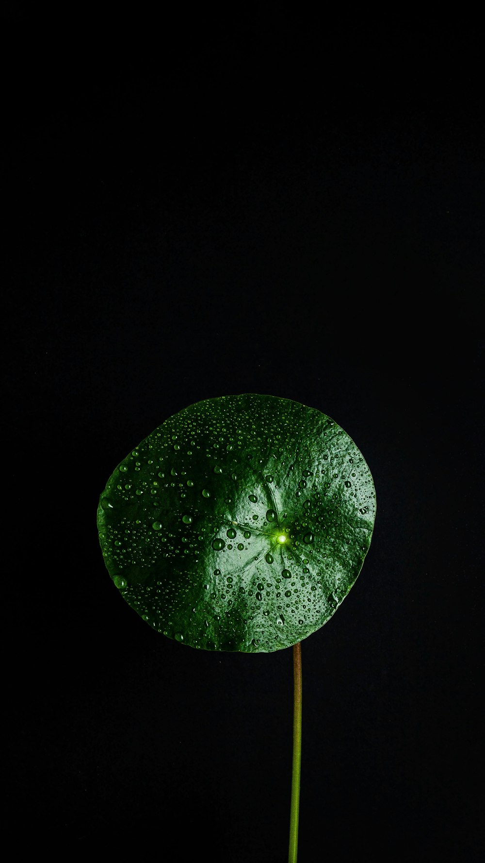 green and yellow round fruit