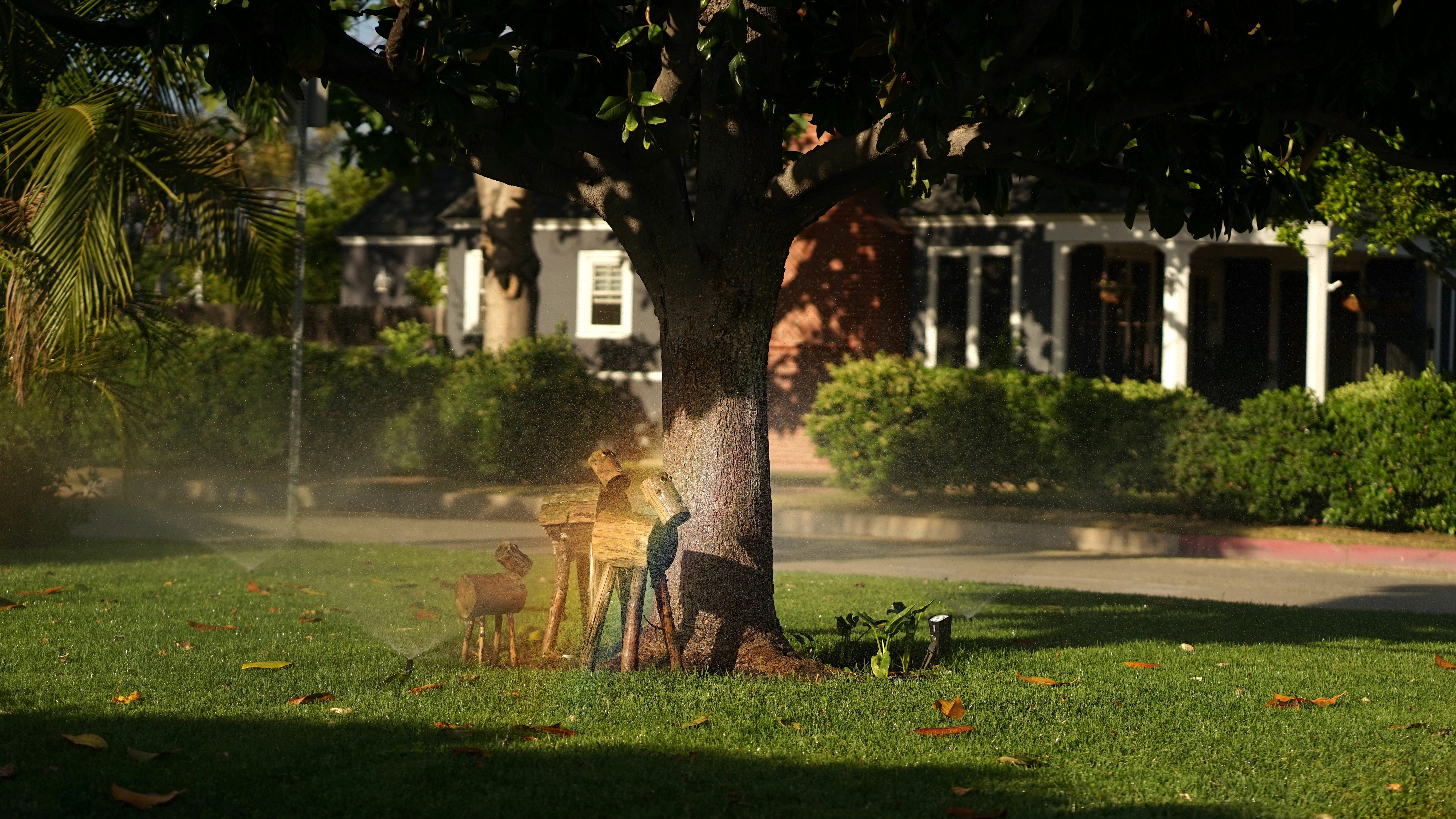 Chien de famille vs chien sportif : quel profil choisir ?