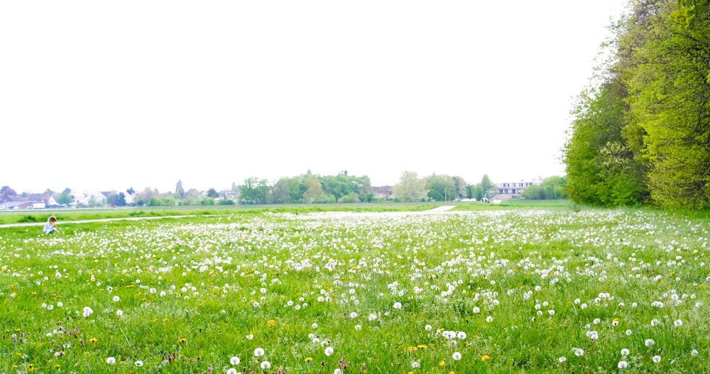 green grass field under white sky during daytime