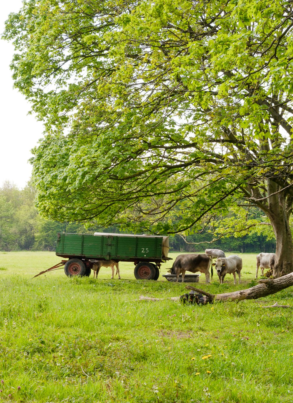 green and black trailer on green grass field