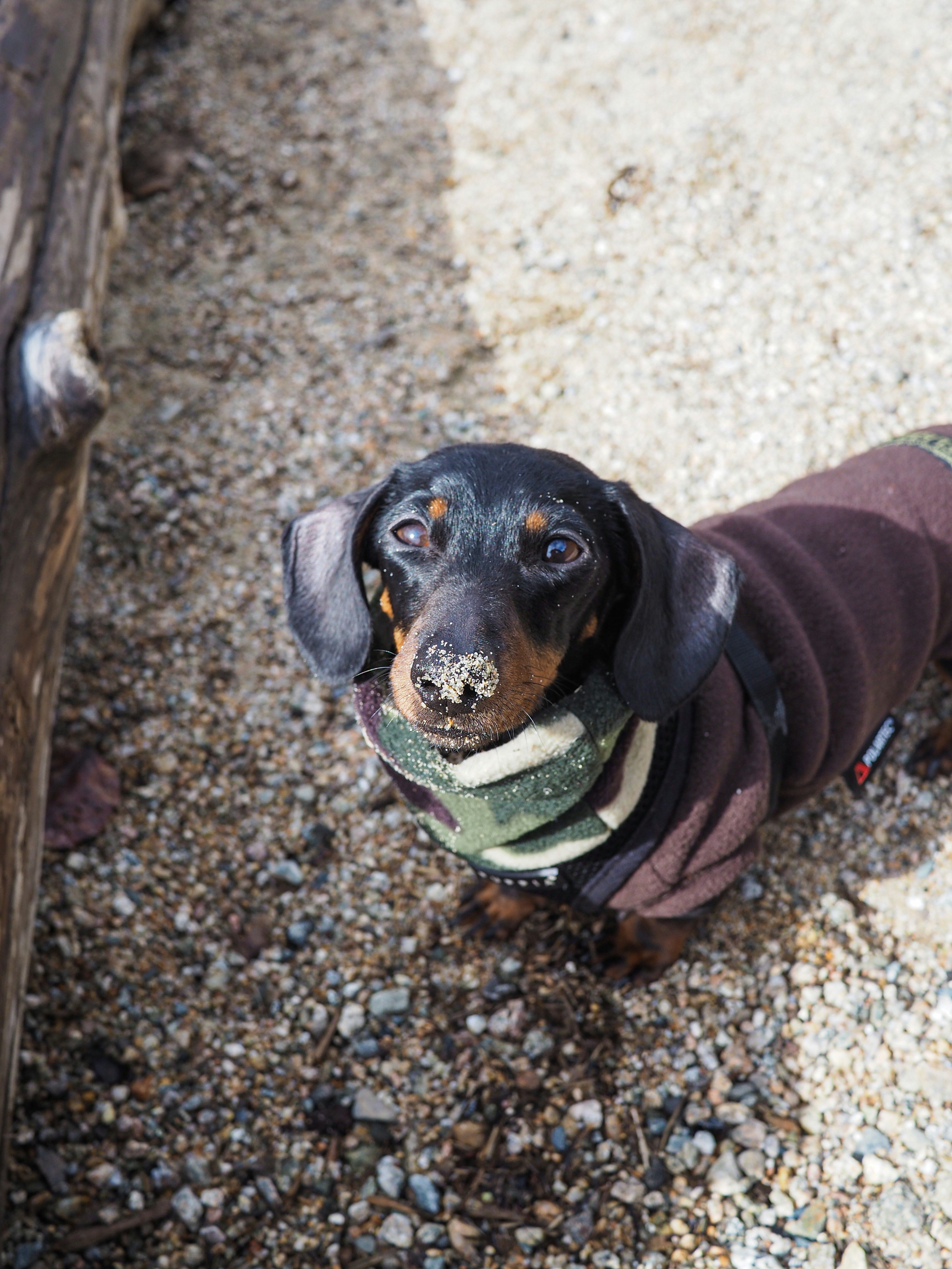 black and brown short coated dog on brown ground