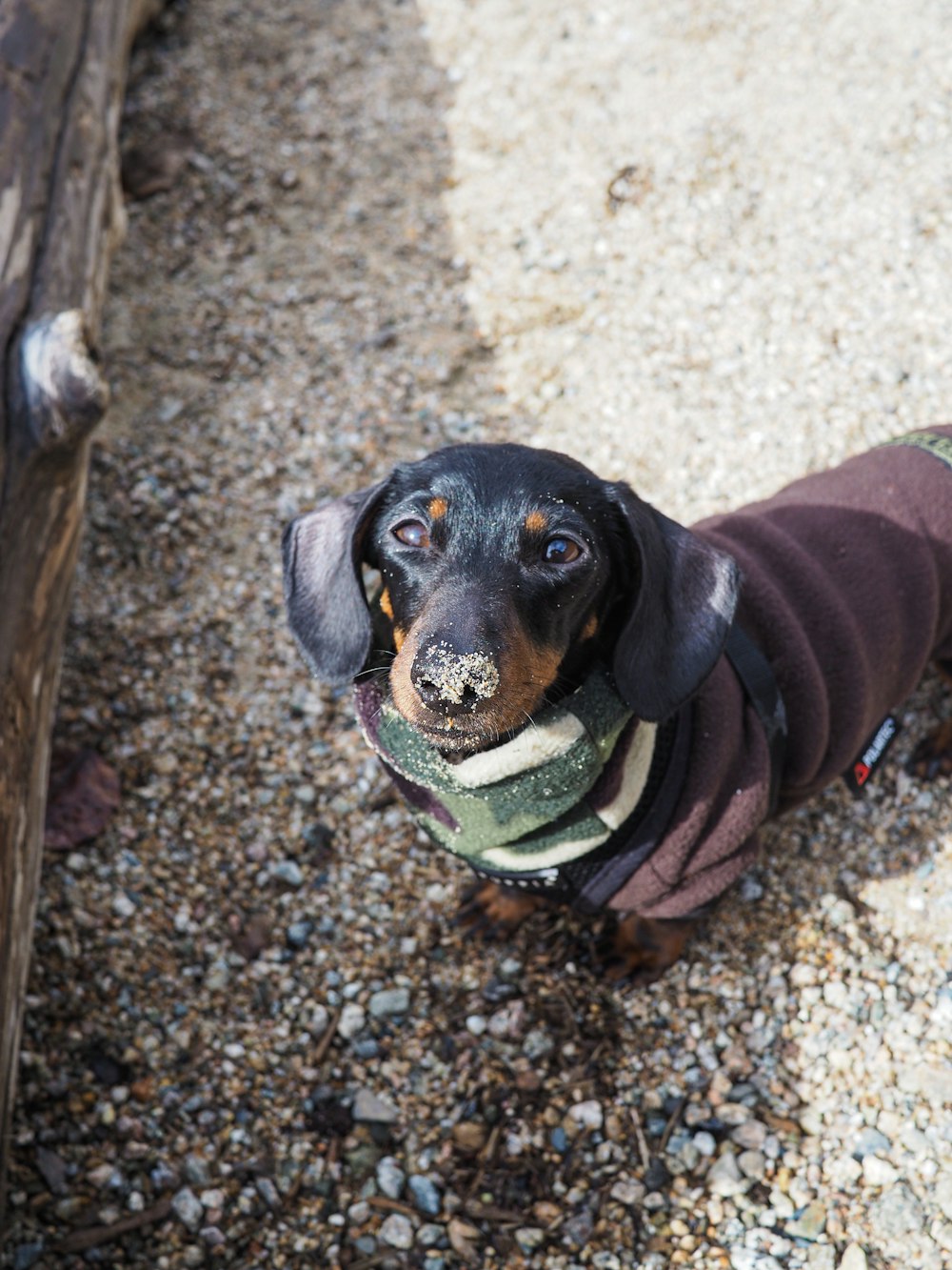 black and brown short coated dog on brown ground