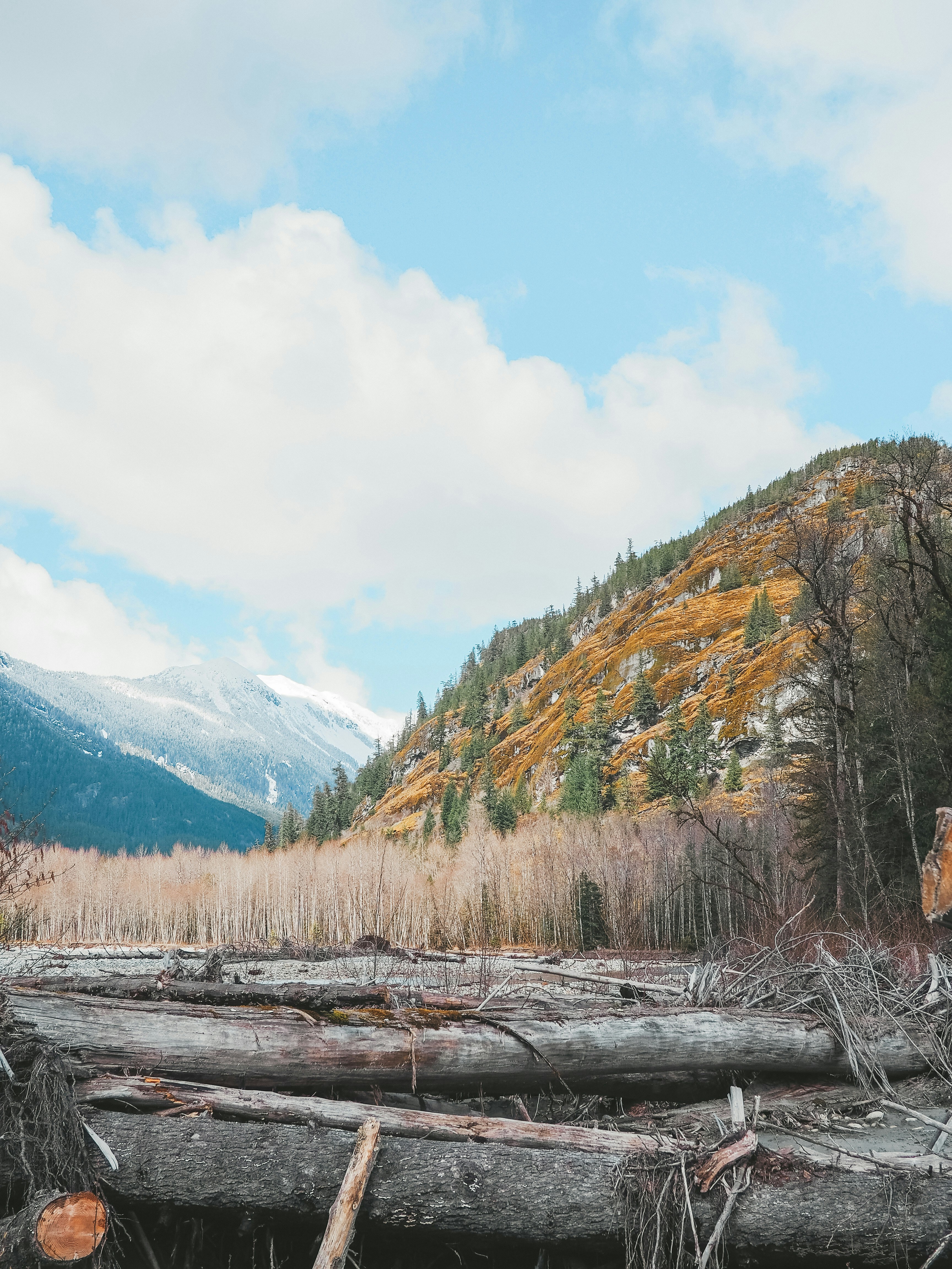 brown trees on green grass field near mountain under white clouds during daytime