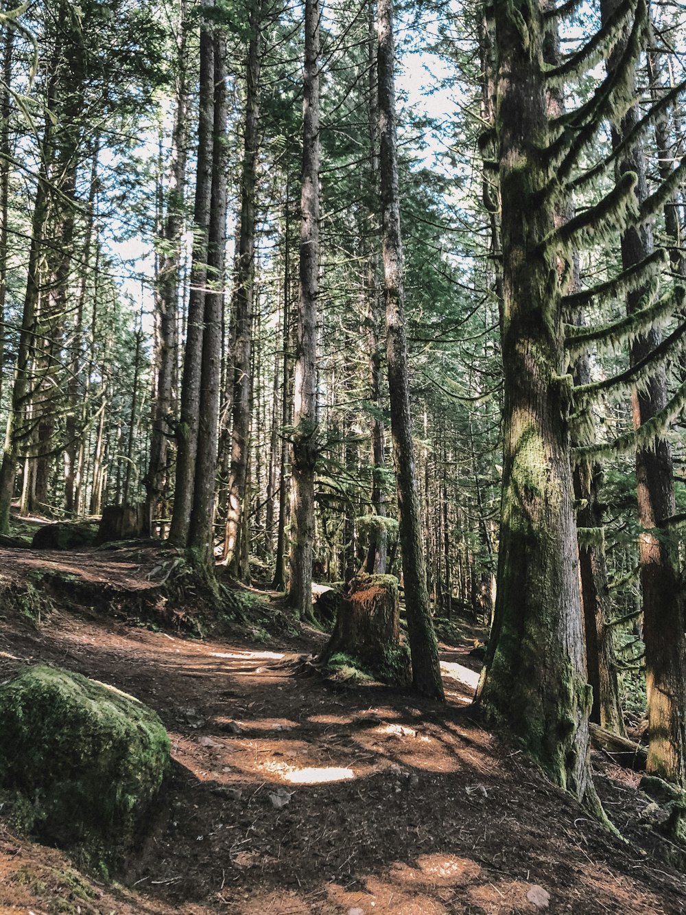 brown tree trunk in forest during daytime