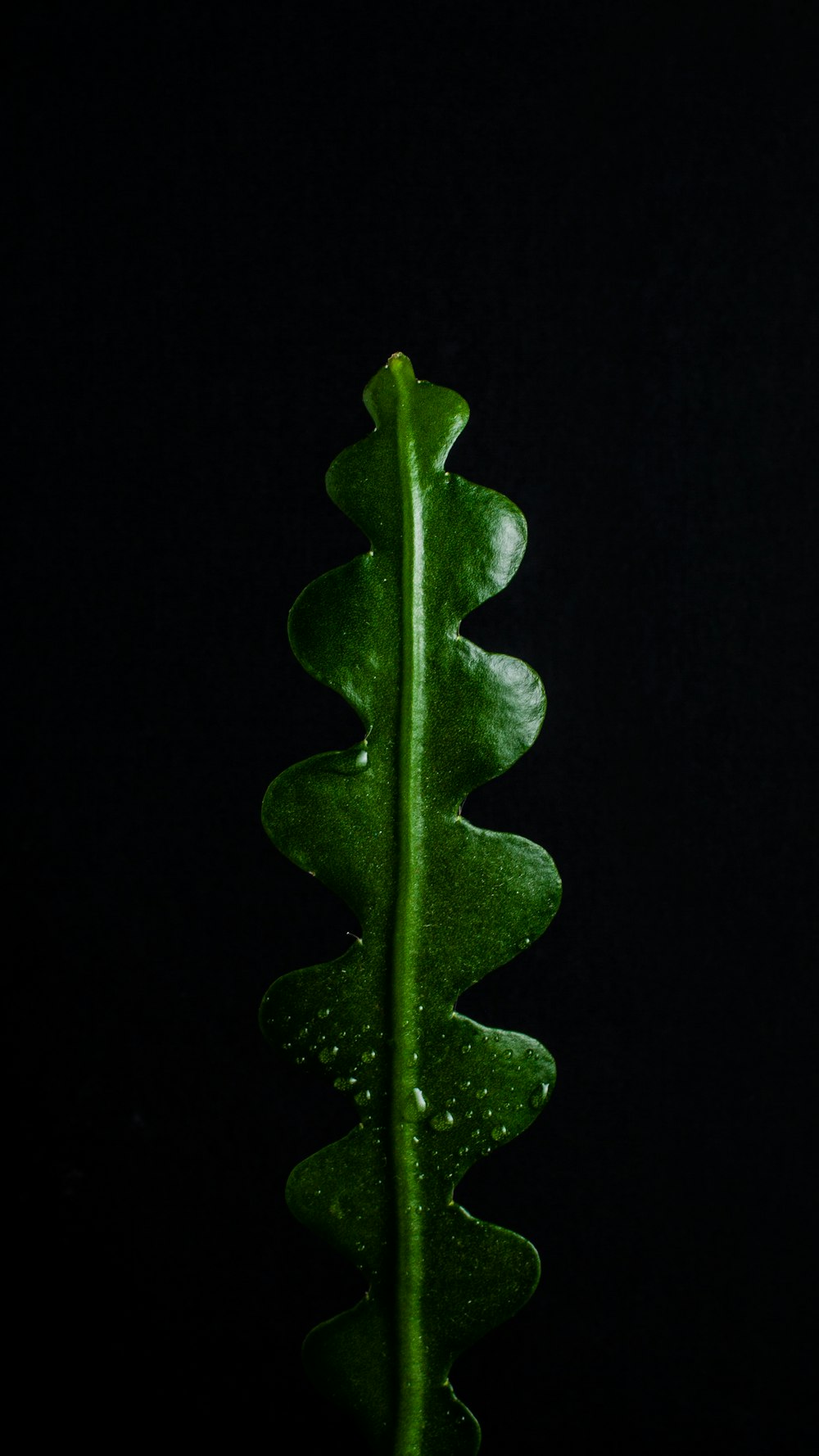 green leaf with water droplets