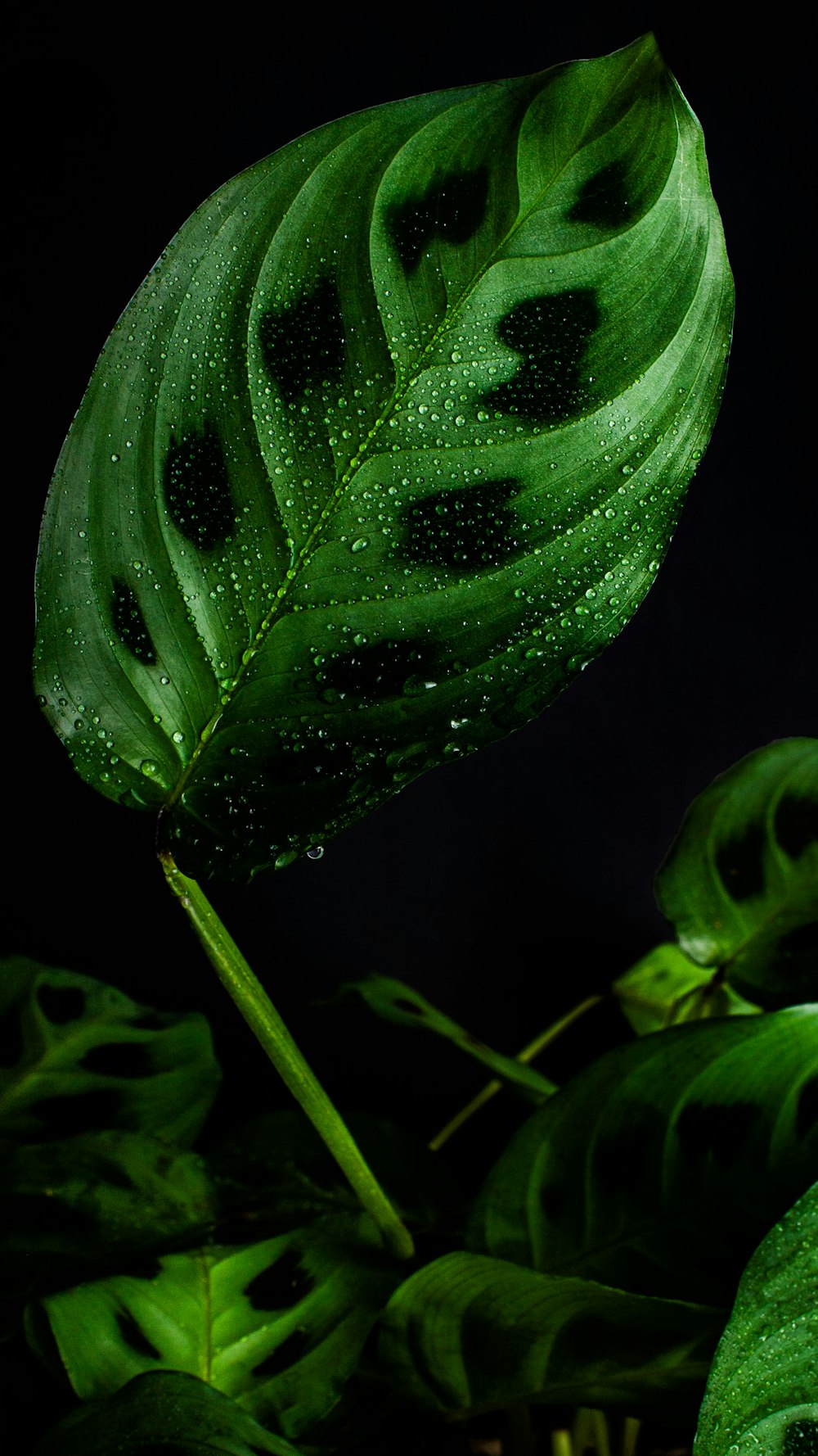 green leaf plant in close up photography